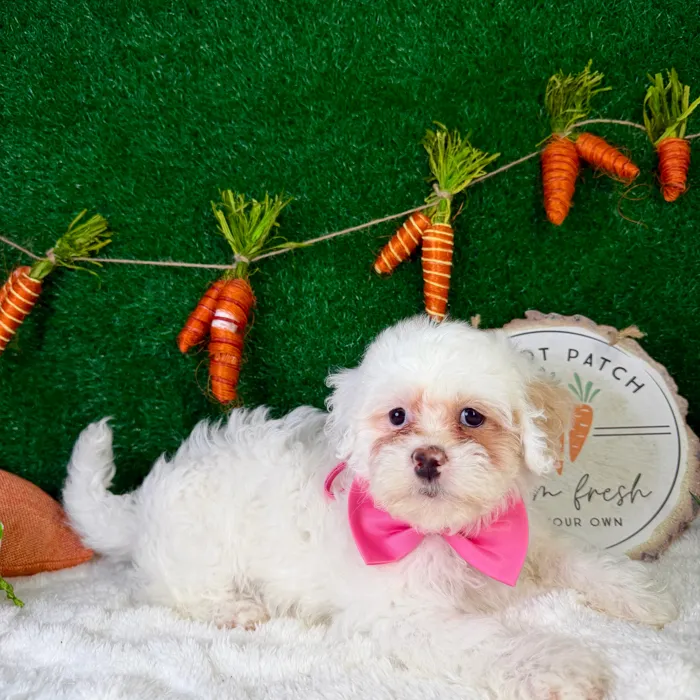Female Teddy Bear puppy named Buttons for sale at Puppy Dreams - Garland.
