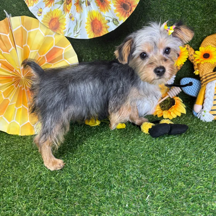 Female Silky Terrier puppy named Shorty for sale at Puppy Dreams - Arlington.