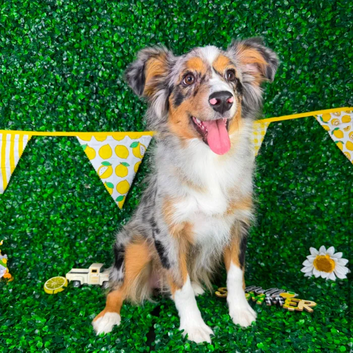 Female Miniature American Shepherd puppy named Hazel for sale at Puppy Dreams - North Richland Hills.