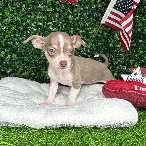 Female Chihuahua puppy named *Churro* for sale at Puppy Dreams - Mansfield.