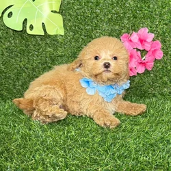 car_main_img_/media/ap_media/pets/XFCEHACMLXNU134210.webp.250x250_q85.webp