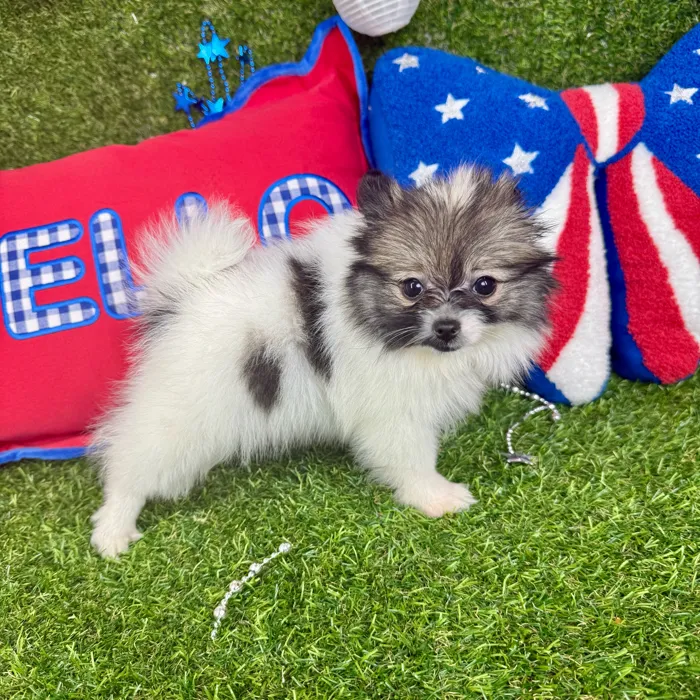 Female Pomeranian puppy named Winnie for sale at Puppy Dreams - Arlington.