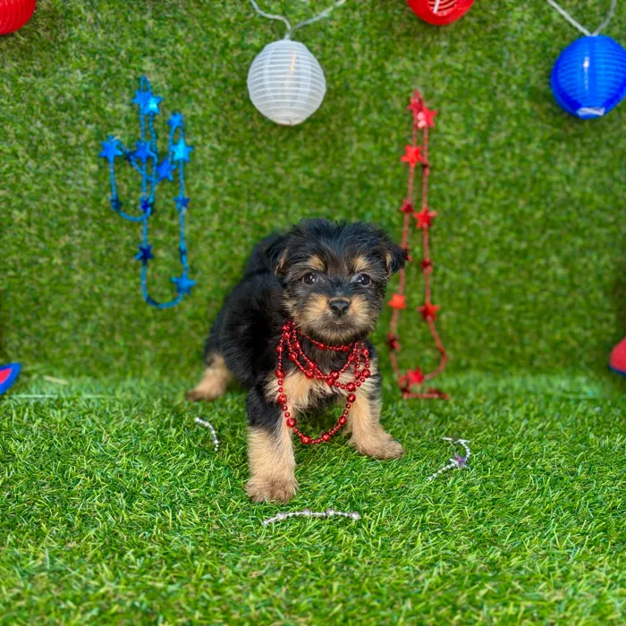 Male Yorkie puppy named Simba for sale at Puppy Dreams - Arlington.