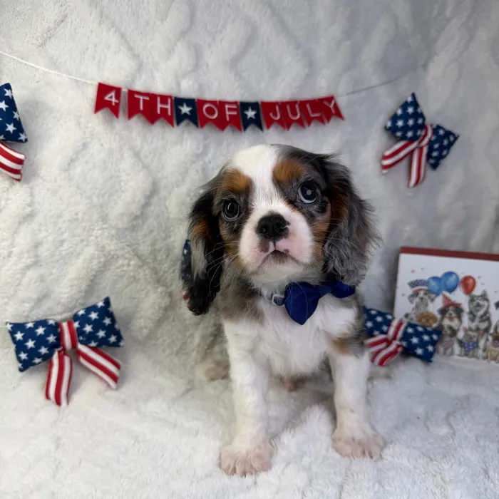 Male Cavalier King Charles Spaniel puppy named Cooper for sale at Puppy Dreams - Garland.