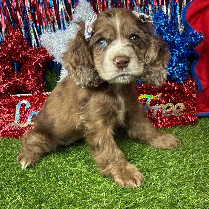 Female Cocker Spaniel puppy named Skye for sale at Puppy Dreams - Arlington.
