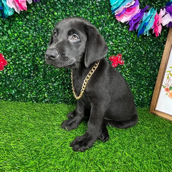 Male Labrador Retriever puppy named *Panther* for sale at Puppy Dreams - Mansfield.