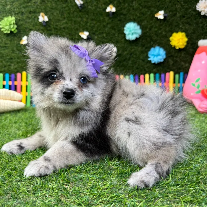 Female Pomeranian puppy named Princess for sale at Puppy Dreams - Carrollton.