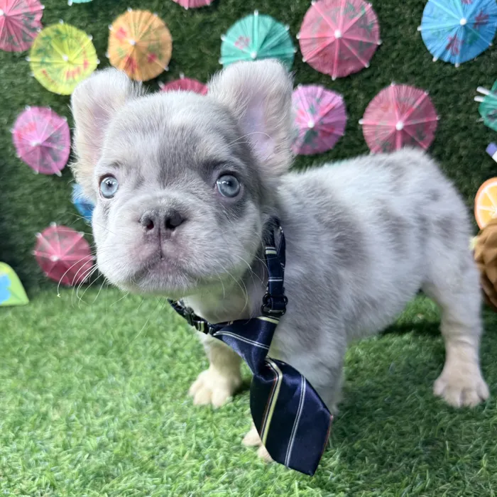 Male Fluffy French Bulldog puppy named Nacho for sale at Puppy Dreams - Carrollton.
