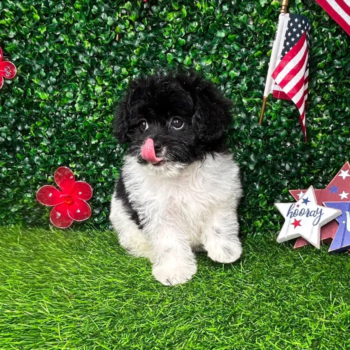 Female Pom-A-Poo puppy named *Cookies N Creme* for sale at Puppy Dreams - Mansfield.