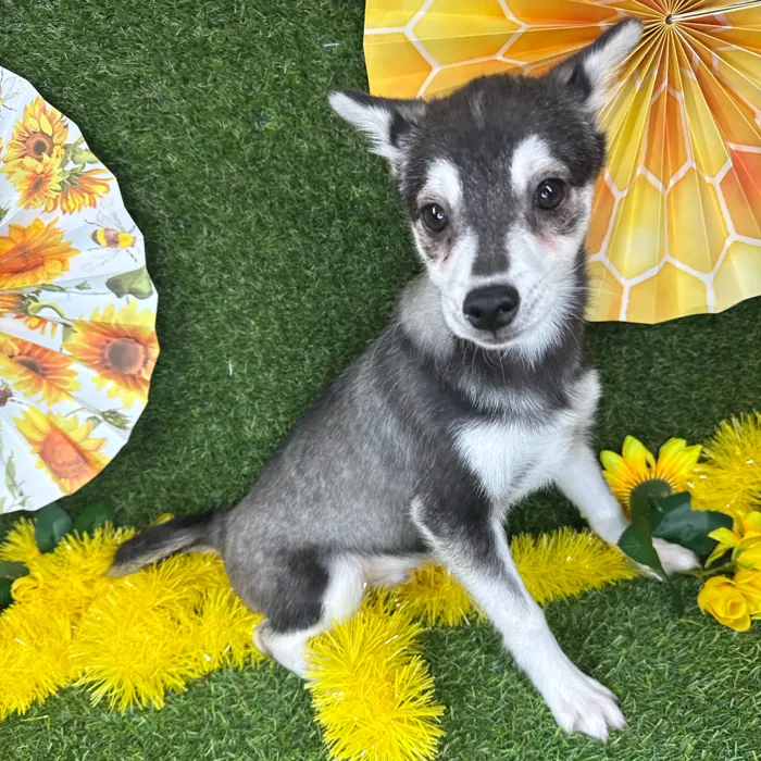 Male Alaskan Klee Kai puppy named Bruce for sale at Puppy Dreams - Arlington.