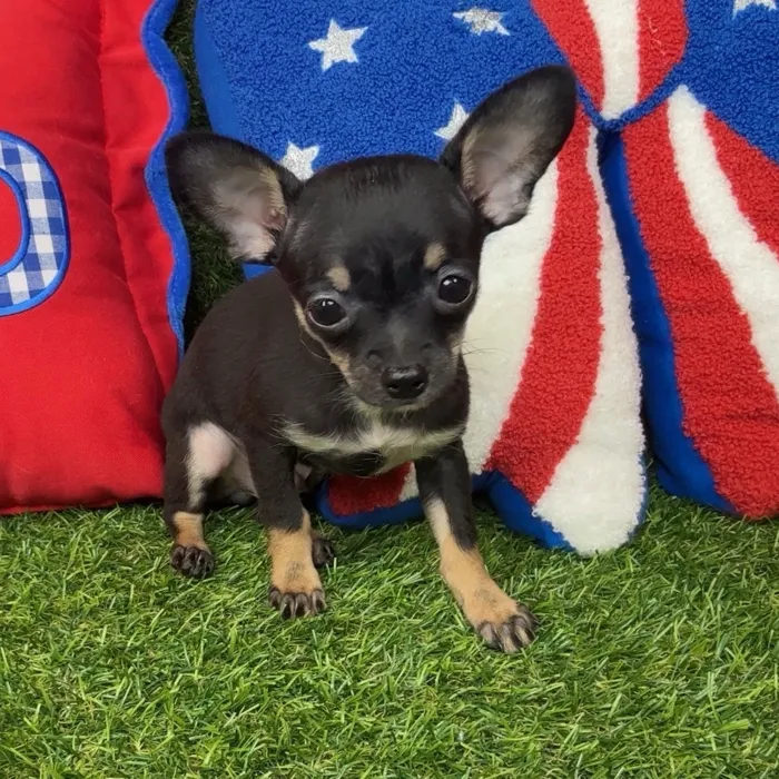 Male Chihuahua puppy named Cricket for sale at Puppy Dreams - Arlington.