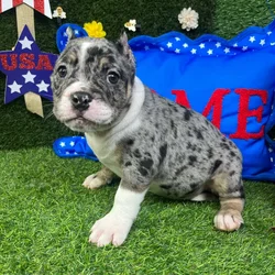 Female American Bully puppy named Athena for sale at Puppy Dreams - Carrollton.