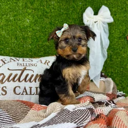 car_main_img_/media/ap_media/pets/XMUFHQCOSRPG142733.webp.250x250_q85.webp