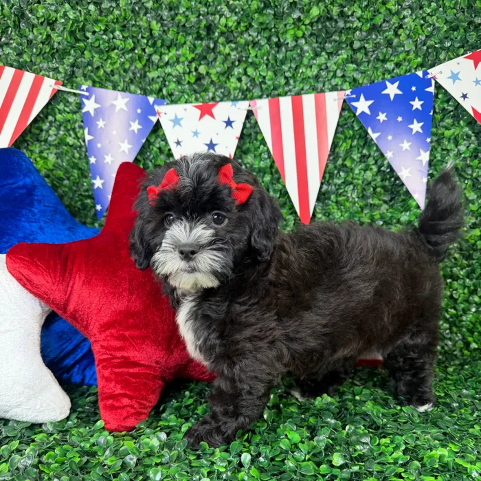 Female Shipoo puppy named Molly for sale at Puppy Dreams - North Richland Hills.