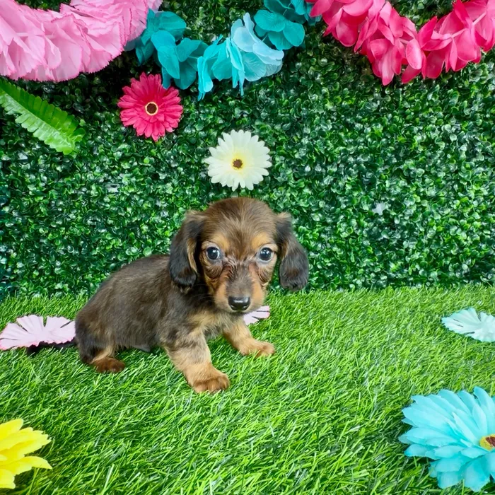 Male Dachshund puppy named Cole for sale at Puppy Dreams - Denton.