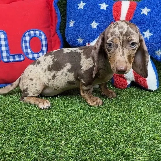 Female Dachshund puppy named Twiggy for sale at Puppy Dreams - Arlington.