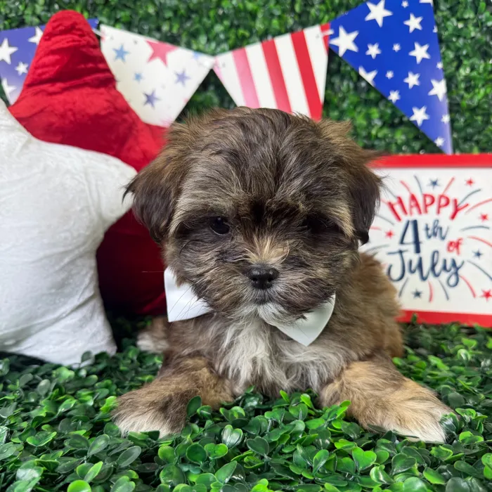 Male Malshi puppy named Mickey for sale at Puppy Dreams - North Richland Hills.