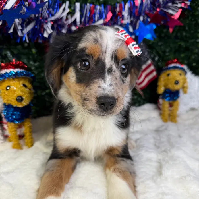Female Mini Aussie puppy named Sophia for sale at Puppy Dreams - Garland.