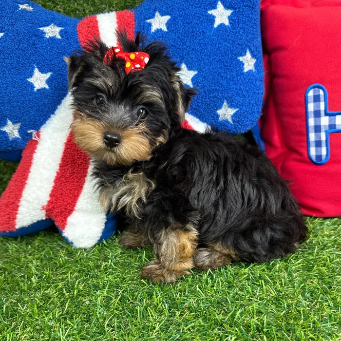 Female Yorkie puppy named Daffy for sale at Puppy Dreams - Arlington.