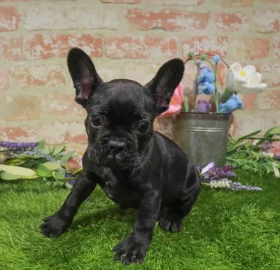 Male French Bulldog puppy for sale at Puppy Dreams - Arlington.
