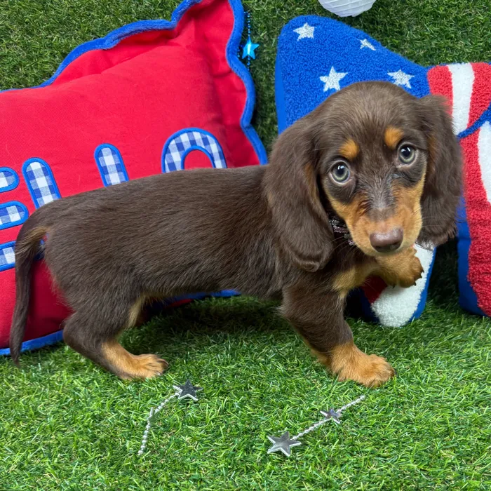 Female Dachshund puppy named Muffin for sale at Puppy Dreams - Arlington.