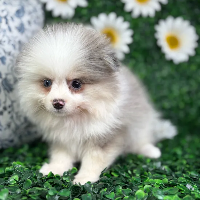 Male Pomeranian puppy named Bear for sale at Puppy Dreams - North Richland Hills.