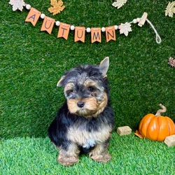 car_main_img_/media/ap_media/pets/XUXQHWPIELVY144756.webp.250x250_q85.webp