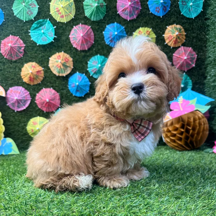 Male Maltipoo puppy named Benji for sale at Puppy Dreams - Carrollton.