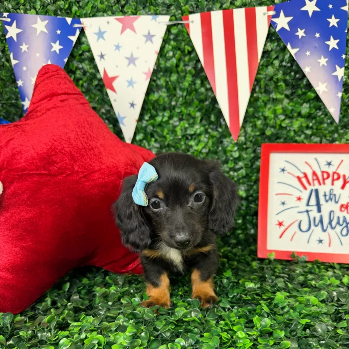 Female Dachshund puppy named Lucy for sale at Puppy Dreams - North Richland Hills.