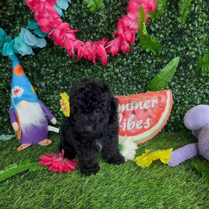 Female Mini Poodle puppy named Squirrel for sale at Puppy Dreams - Denton.