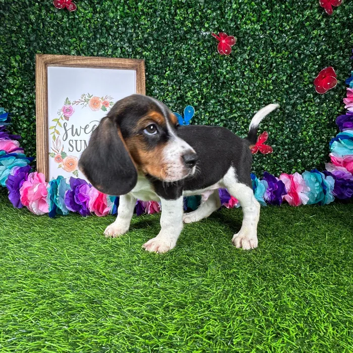 Male Beagle puppy named *Austin* for sale at Puppy Dreams - Mansfield.