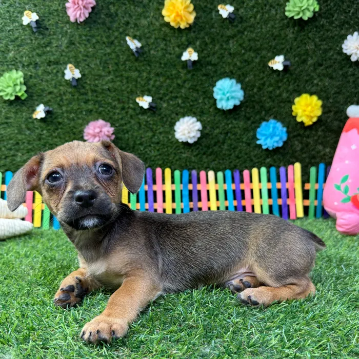 Male Chiweenie puppy named Chico for sale at Puppy Dreams - Carrollton.
