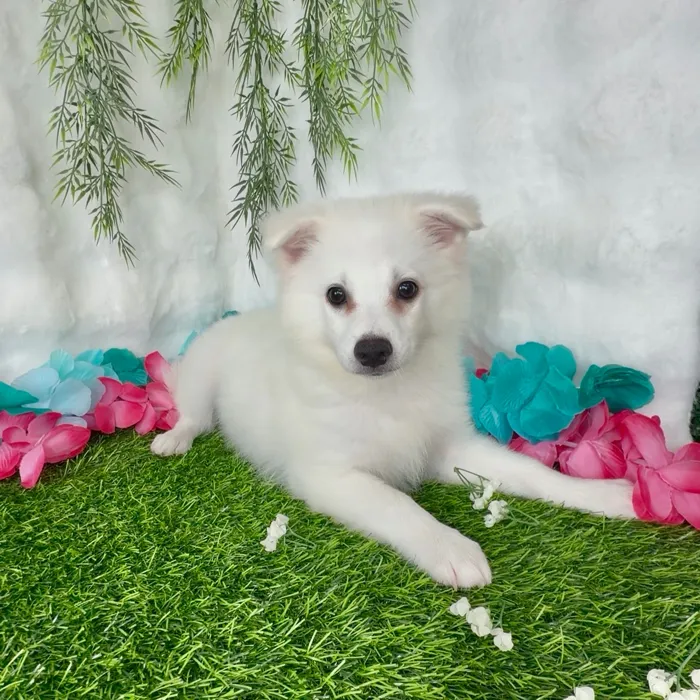 Male American Eskimo puppy named Cowboy for sale at Puppy Dreams - Denton.