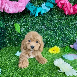 Female Cavapoo puppy named Cougar for sale at Puppy Dreams - Denton.