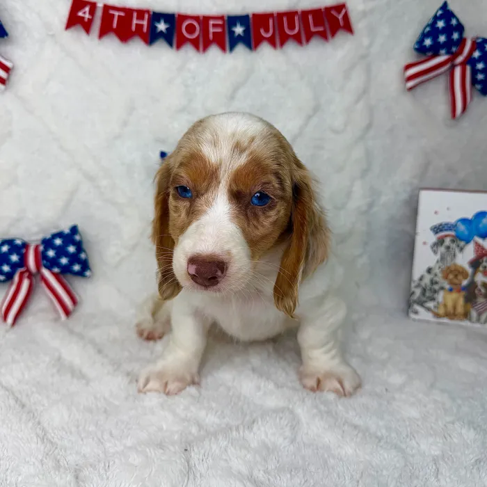 Female Dachshund puppy named Pearl for sale at Puppy Dreams - Garland.