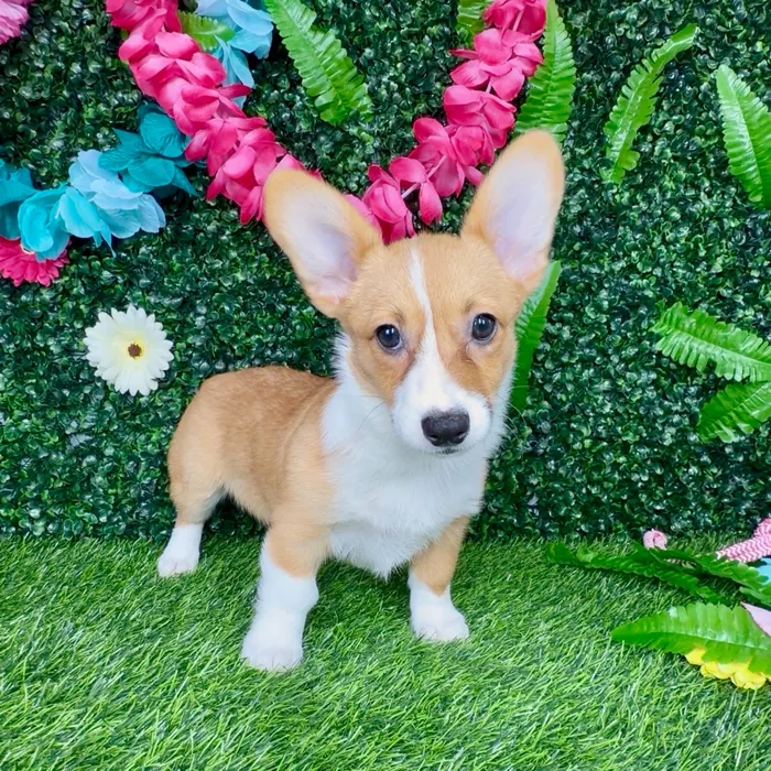 Female Pembroke Welsh Corgi puppy named Weasel for sale at Puppy Dreams - Denton.