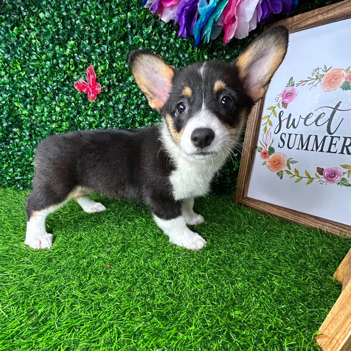 Female Pembroke Welsh Corgi puppy named *Betsy* for sale at Puppy Dreams - Mansfield.