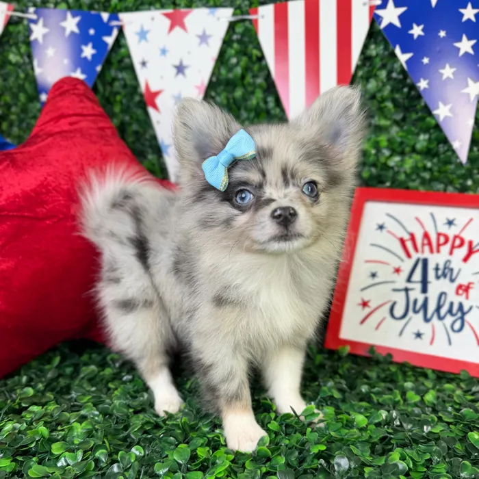 Female Pomchi puppy named Bonnie for sale at Puppy Dreams - North Richland Hills.