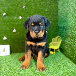 car_main_img_/media/ap_media/pets/YCOOCHNPRPDL126215.webp.250x250_q85.webp