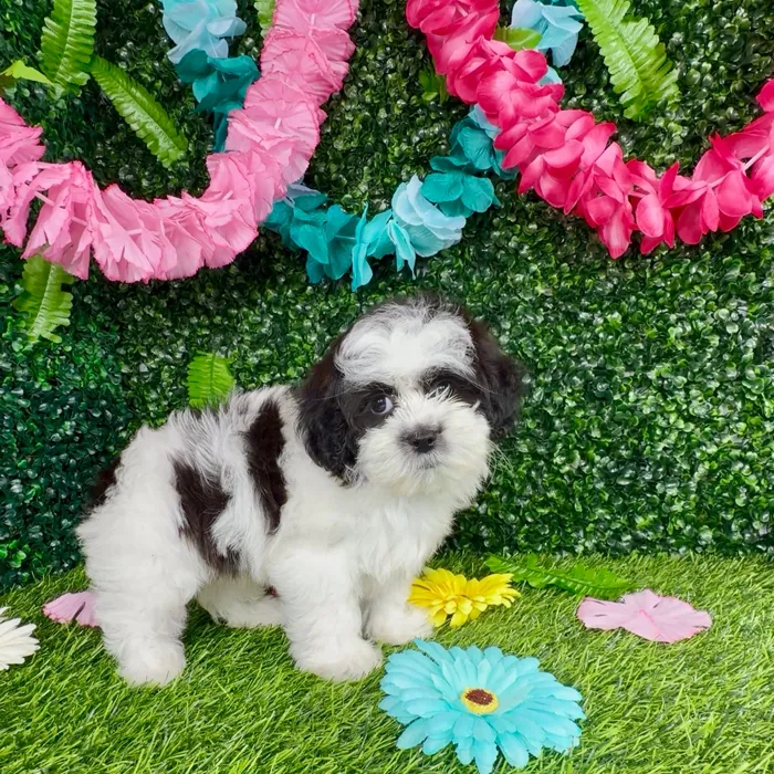 Female Shipoo puppy named Oreo for sale at Puppy Dreams - Denton.