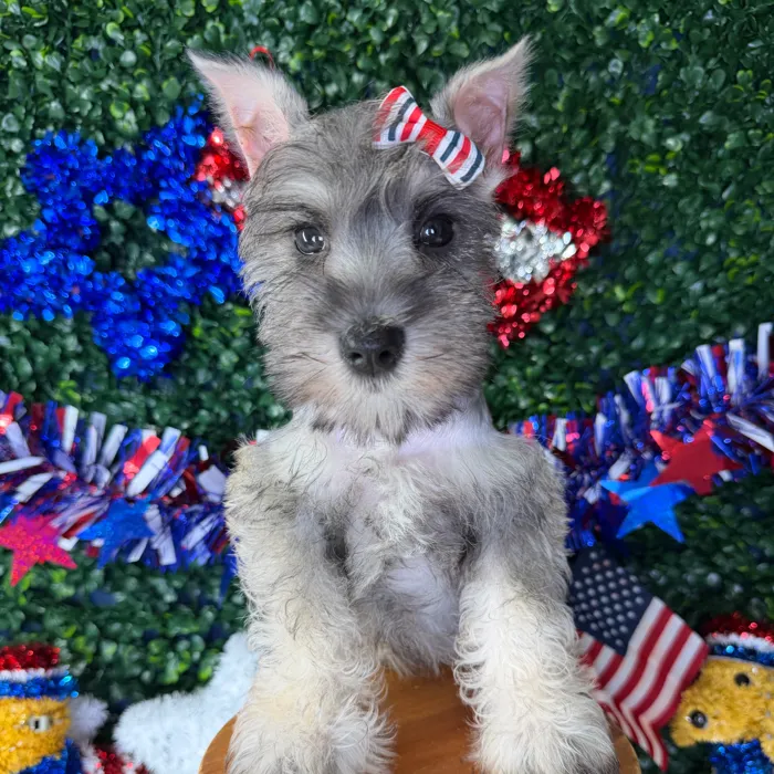Female Mini Schnauzer puppy named Twinkle for sale at Puppy Dreams - Garland.
