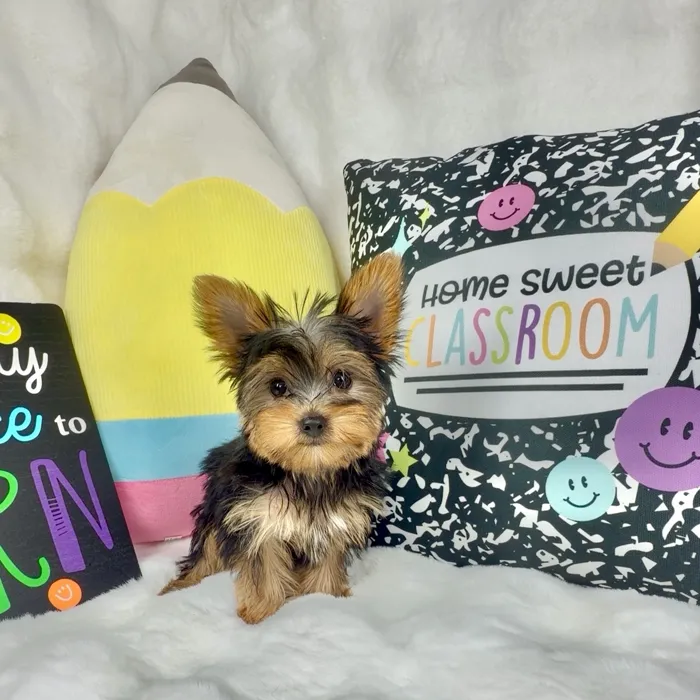 Female Yorkie puppy named Starbust for sale at Puppy Dreams - Denton.