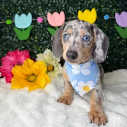 car_main_img_/media/ap_media/pets/YIJQYFSBADAI388543.webp.250x250_q85.webp
