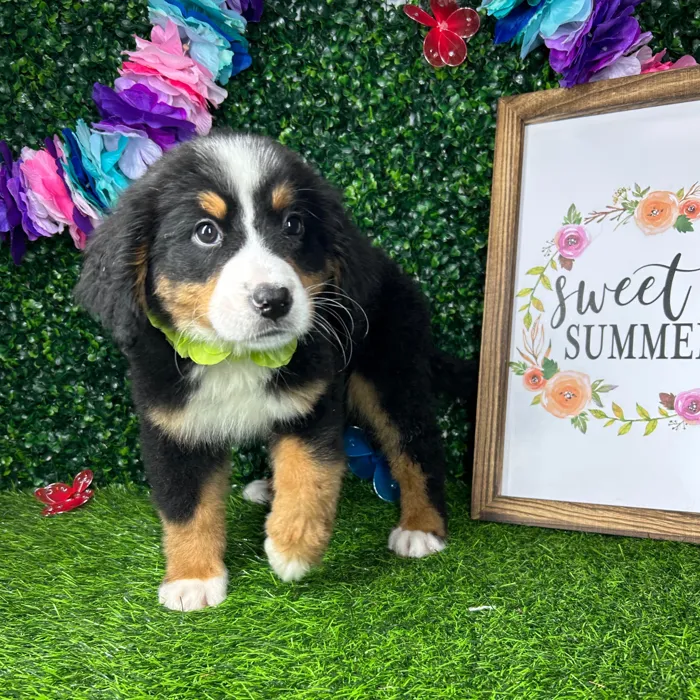 Female Bernese Mountain Dog puppy named *Katy* for sale at Puppy Dreams - Mansfield.
