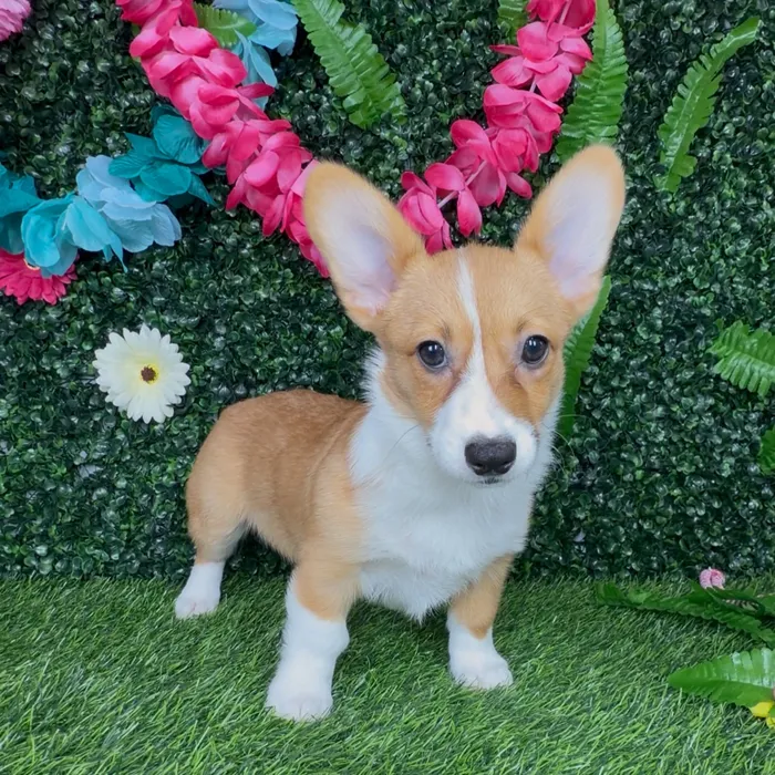 Female Pembroke Welsh Corgi puppy named Weasel for sale at Puppy Dreams - Denton.