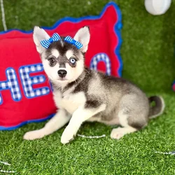 Female Alaskan Klee Kai puppy named Pepper for sale at Puppy Dreams - Arlington.