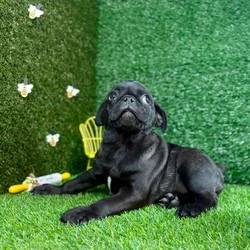 car_main_img_/media/ap_media/pets/YKLTCWHCOLLO120597.webp.250x250_q85.webp
