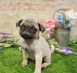 Male Pug puppy for sale at Puppy Dreams - Arlington.