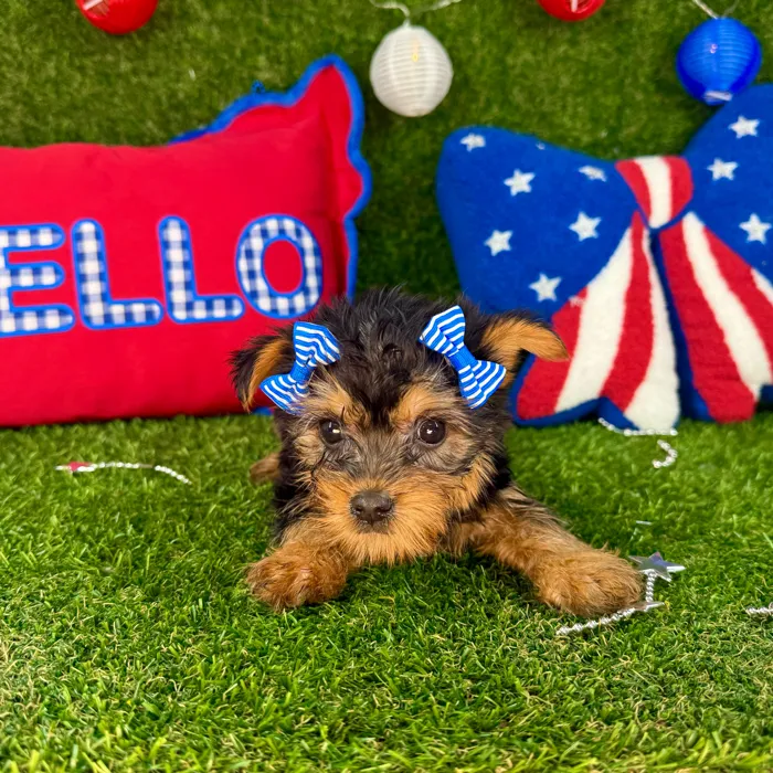 Female Silky Terrier puppy named Shorty for sale at Puppy Dreams - Arlington.