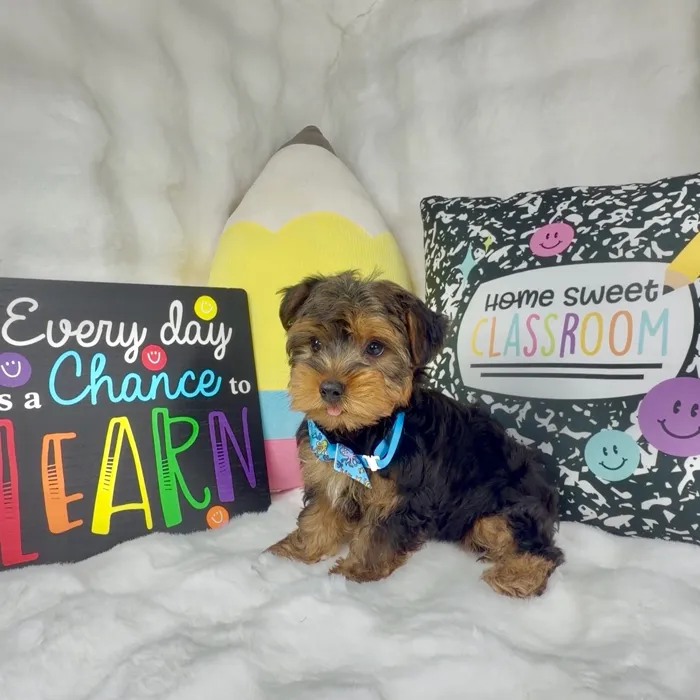Male Yorkie puppy named Bubs for sale at Puppy Dreams - Denton.
